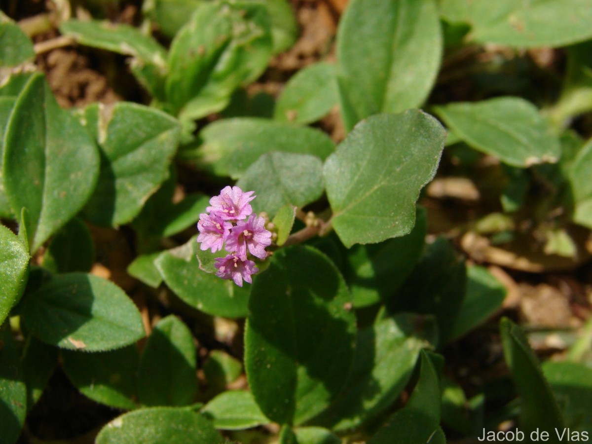 Boerhavia diffusa L.